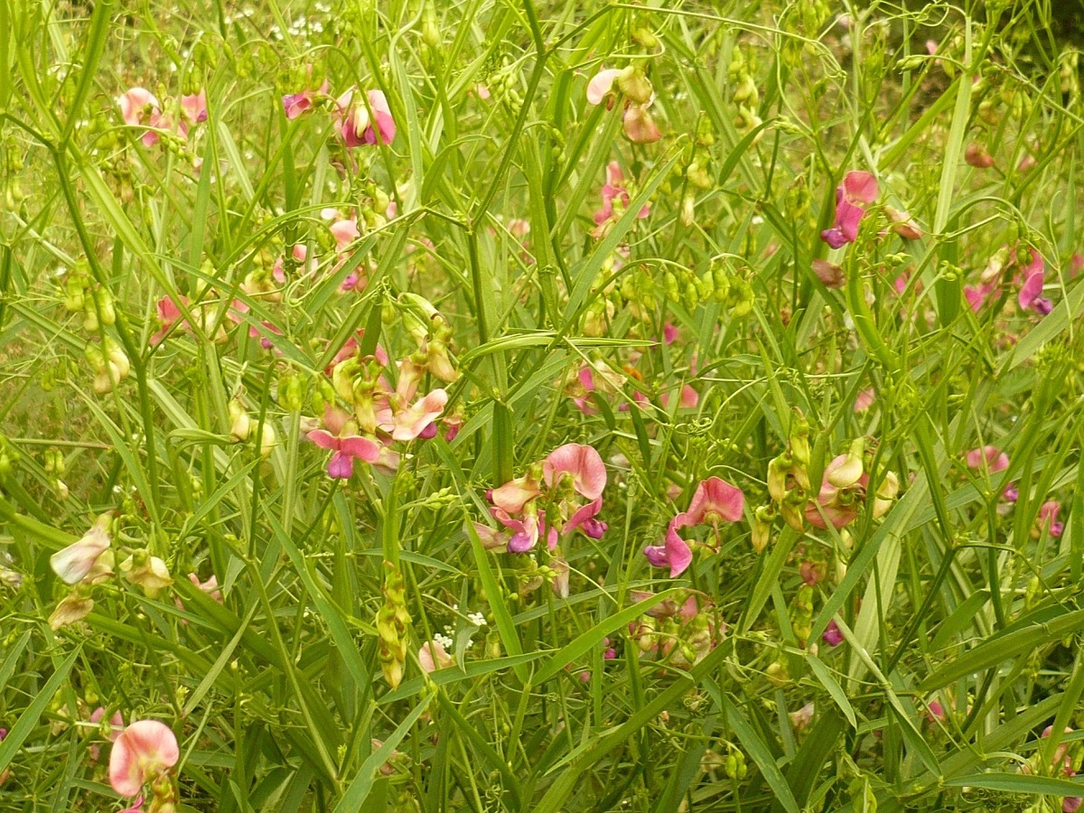 Lathyrus sylvestris (Fabaceae)